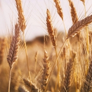 Giá nông sản ngày 19/1: Giá lúa mỳ tăng vọt?
