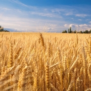 Giá nông sản ngày 19/1: Giá lúa mỳ tăng cao?