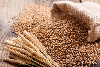 Đà tăng mạnh của lúa mì vẫn sẽ được duy trì khi lo ngại về căng thẳng giữa Nga và Ukraine vẫn gia tăng