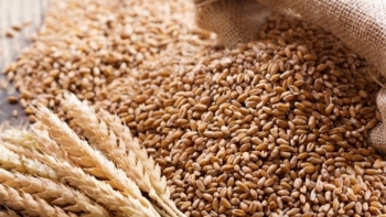 Giá nông sản ngày 10/2: Giá lúa mỳ giảm mạnh nhất?