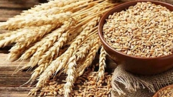 Giá nông sản ngày 23/2: Giá lúa mỳ tăng cao nhất trong vòng 10 năm?