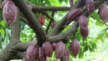 Giá nguyên liệu công nghiệp ngày 28/2: Giá cacao sụt giảm mạnh?