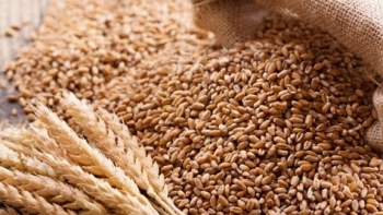 Giá nông sản ngày 3/3: Giá lúa mỳ tăng mạnh trong phiên?