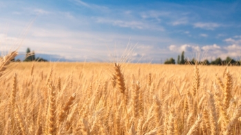 Giá nông sản ngày 7/3: Giá lúa mỳ tăng trần phiên thứ 5 liên tiếp?