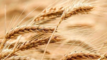 Giá nông sản ngày 28/3: Giá lúa mỳ giảm giá mạnh nhất nhóm mặt hàng?