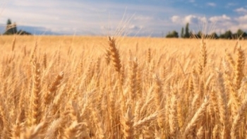 Giá nông sản ngày 30/3: Giá lúa mì giảm do đâu?