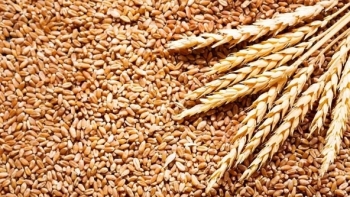 Giá nông sản ngày 5/4: Giá lúa mỳ tăng mạnh trong phiên?