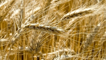 Giá lúa mì đang gặp mức kháng cự kĩ thuật mạnh