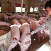 Tin tức kinh tế ngày 18/3: Bộ Nông nghiệp muốn doanh nghiệp không vội tăng giá thức ăn chăn nuôi