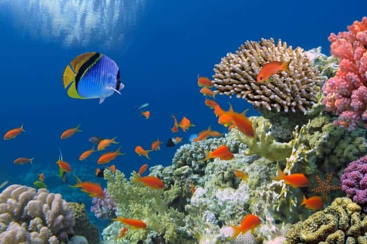 Chuyển đổi xanh toàn cầu - Phát triển đa dạng sinh học đại dương