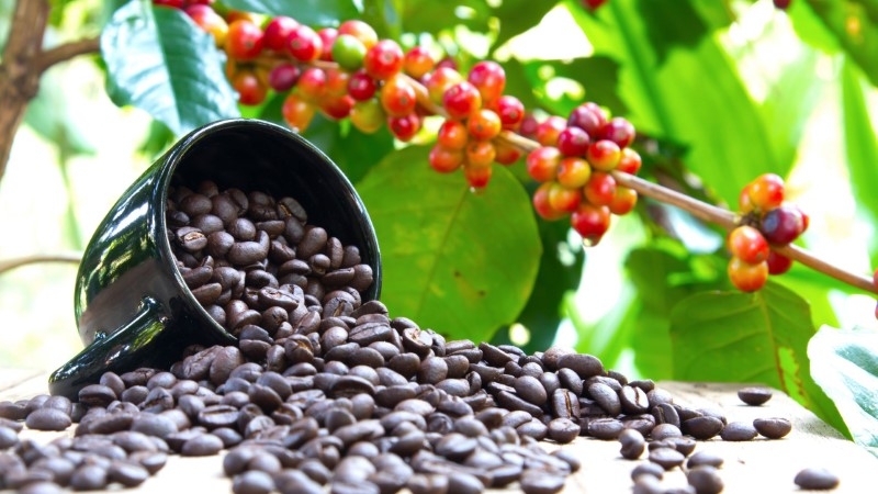 Giá cà phê hôm nay 27/5: Tăng mạnh tại các địa phương thu mua trọng điểm