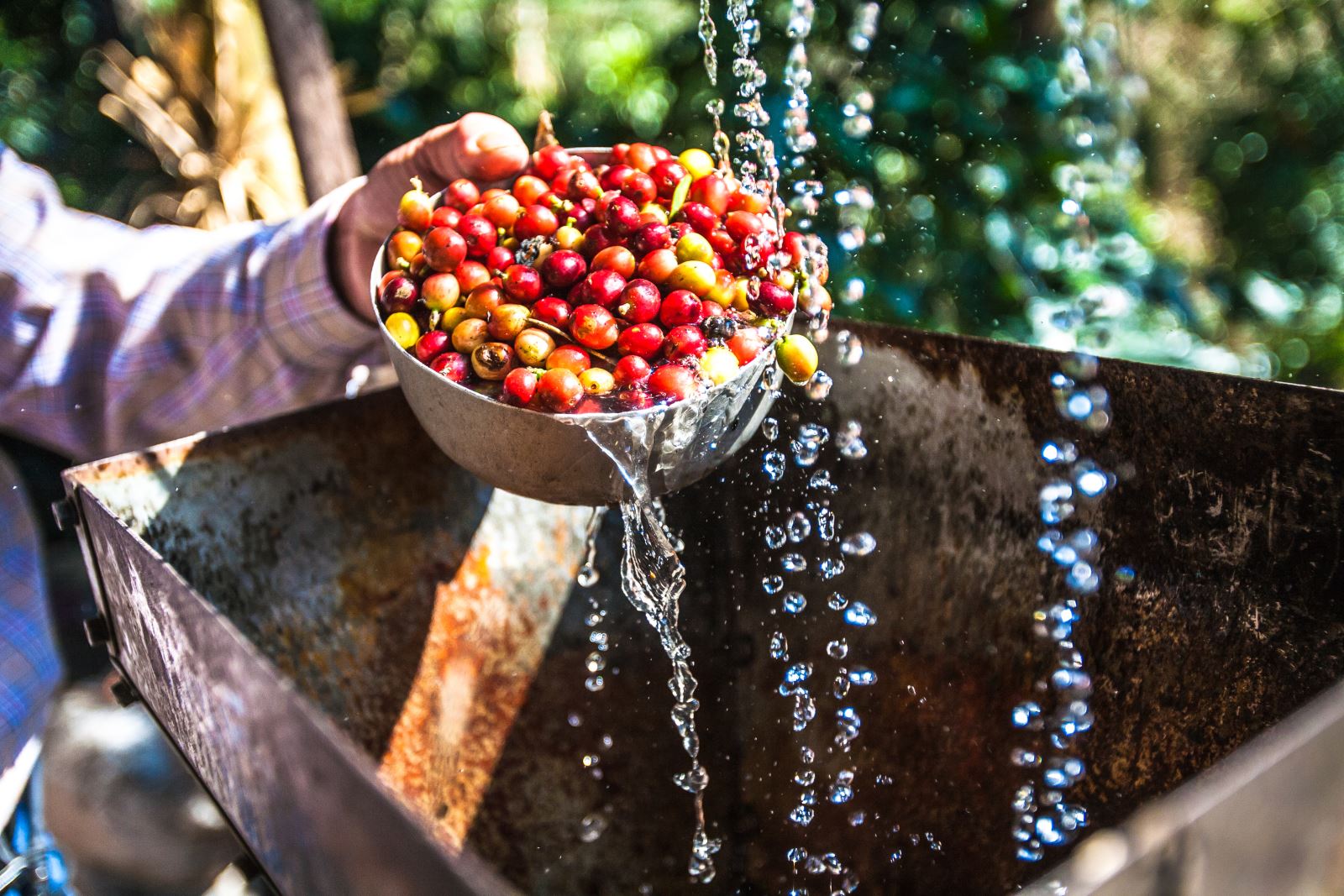 Giá cà phê hôm nay 1/7: Robusta giảm, arabica bám đà tăng; Xuất khẩu cà phê Việt vẫn tăng tốt trước nhiều áp lực