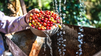 Giá cà phê hôm nay 1/7: Tăng 600 đồng/kg tại các địa phương thu mua trọng điểm