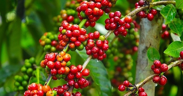 Giá cà phê hôm nay 24/7: Arabica có tuần tăng mạnh, trong nước thêm 1.000 đồng/kg