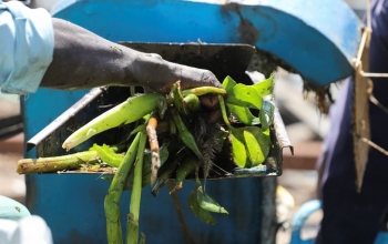 Kenya biến bèo lục bình thành nhiên liệu sinh học để nấu ăn