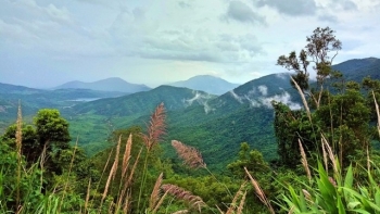Đề xuất thủ tục thí điểm chuyển mục đích sử dụng rừng sang mục đích khác tại Khánh Hòa