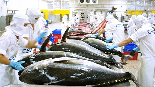 Vì sao xuất khẩu cá ngừ tháng 8/2022 tăng mạnh