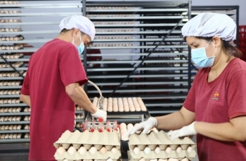 Nhà máy ấp trứng gia cầm Bel Gà: Thúc đẩy nông nghiệp Tây Ninh phát triển theo hướng công nghệ cao