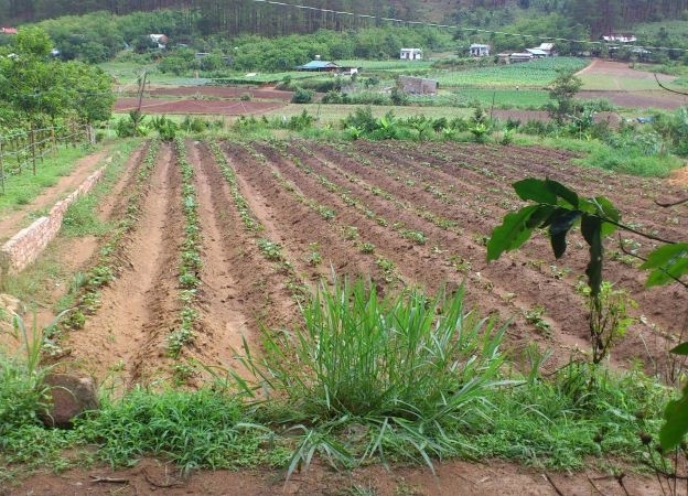 Hà Nội: Yêu cầu các quận, huyện, thị xã tạm dừng phân lô, tách thửa với đất nông nghiệp