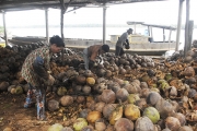 Bến Tre kiến nghị giải cứu trái dừa khô