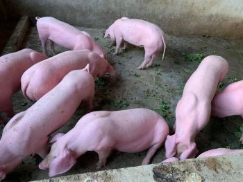 Giá lợn heo hơi hôm nay 30/7: Dao động từ 52.000 - 61.000 đồng/kg