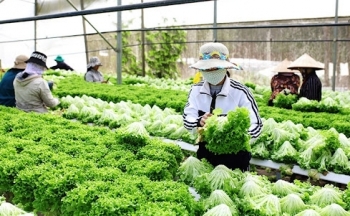 Lâm Đồng: Triển khai nhiều giải pháp thúc đẩy sản xuất, kinh doanh nông sản