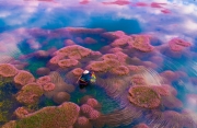 "Hồ tảo hồng" đẹp như tranh vẽ tại Lâm Đồng