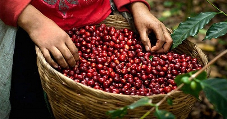 Giá cà phê cập nhật 7/12/2021: Tăng cao do mối lo thiếu hụt nguồn cung