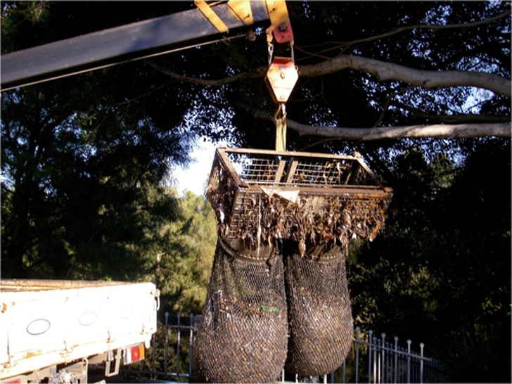 Cống thoát nước "giăng lưới to" thu về hàng trăm ki-lô-gam rác thải tại Australia, Úc