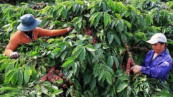 Giá cà phê hôm nay 17/5: Trong nước tăng thêm gần 1.000 đồng/kg