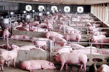 Giá lợn heo hơi hôm nay 2/8: Điều chỉnh giảm 1.000 - 5.000 đồng/kg ở cả ba miền