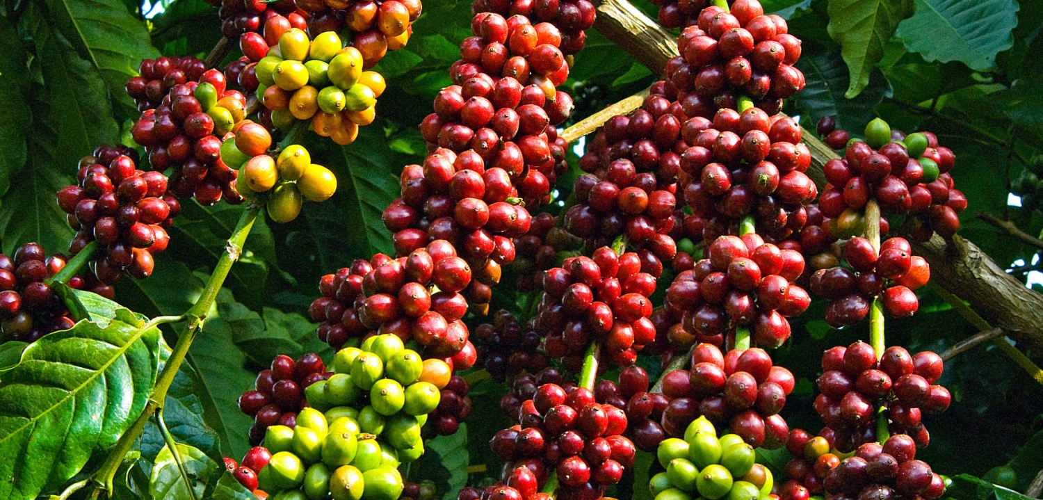 Giá cà phê hôm nay 10/8: Thị trường trong nước cao nhất 45.900 đồng/kg