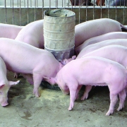 Giá lợn heo hơi hôm nay 20/8: Tăng không đồng đều tại các miền
