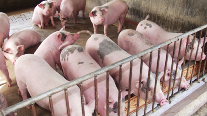 Giá lợn heo hơi hôm nay 26/9: Cao nhất là 63.000 đồng/kg
