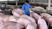 Giá lợn heo hơi hôm nay 28/9: Giảm sâu từ 1.000 - 5.000 đồng/kg