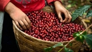 Giá cà phê hôm nay 1/10: Thu mua cao nhất ở mức 46.500 đồng/kg